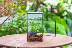 NCYP Rectangle Tin And Glass Geometric Terrarium, With Side Door, With Mesh / Vent Holes For Small Insects Pet 27 NCYP Rectangle Tin And Glass Geometric Terrarium, With Side Door, With Mesh / Vent Holes For Small Insects Pet -Glass Plant Store IMG 7092 a3d2e8c9 1919 454f 8fbc d8de95424fc9