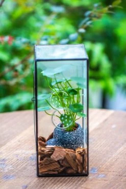 NCYP Rectangle Tin And Glass Geometric Terrarium, With Side Door, With Mesh / Vent Holes For Small Insects Pet 35 NCYP Rectangle Tin And Glass Geometric Terrarium, With Side Door, With Mesh / Vent Holes For Small Insects Pet -Glass Plant Store IMG 7098
