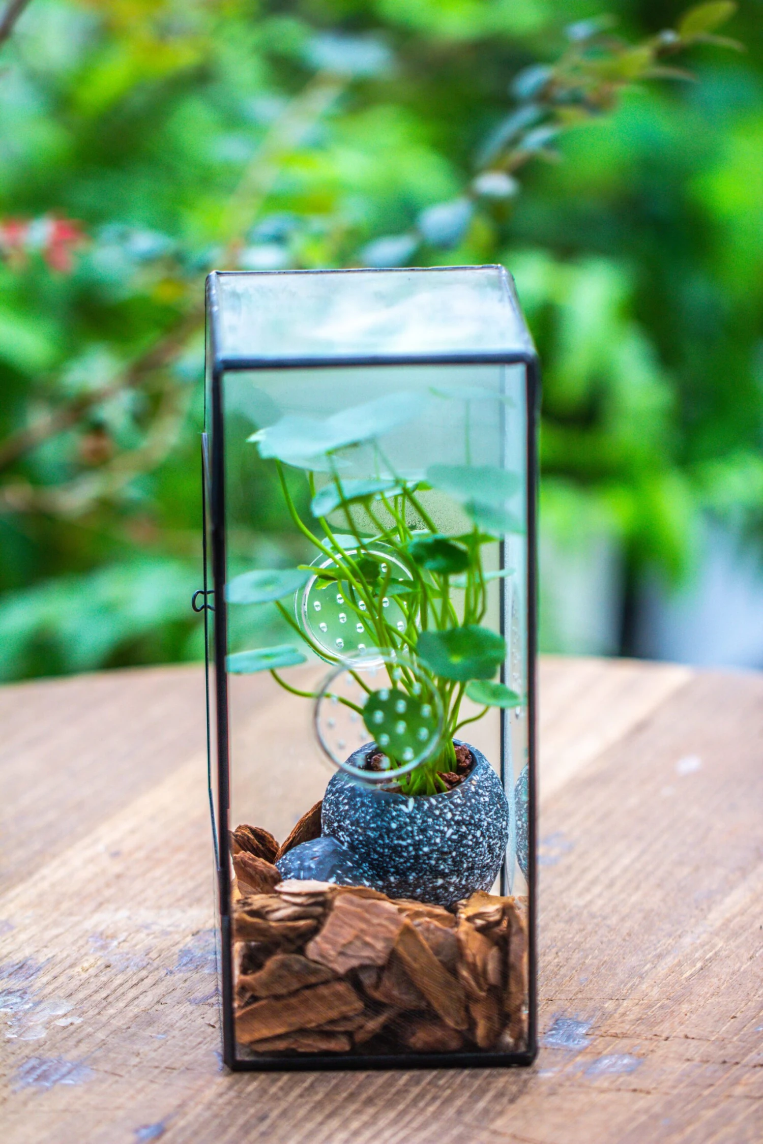 NCYP Rectangle Tin And Glass Geometric Terrarium, With Side Door, With Mesh / Vent Holes For Small Insects Pet 16 NCYP Rectangle Tin And Glass Geometric Terrarium, With Side Door, With Mesh / Vent Holes For Small Insects Pet - Image 16