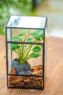 NCYP Rectangle Tin And Glass Geometric Terrarium, With Side Door, With Mesh / Vent Holes For Small Insects Pet 38 NCYP Rectangle Tin And Glass Geometric Terrarium, With Side Door, With Mesh / Vent Holes For Small Insects Pet -Glass Plant Store IMG 7100