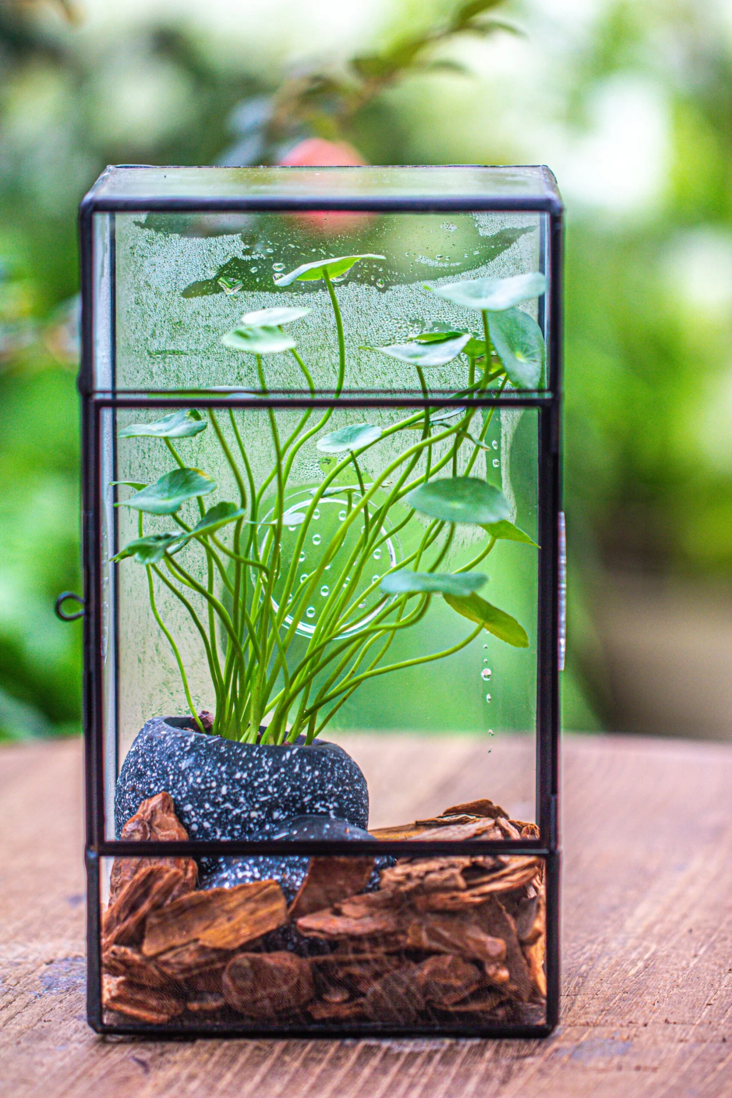 NCYP Rectangle Tin And Glass Geometric Terrarium, With Side Door, With Mesh / Vent Holes For Small Insects Pet 20 NCYP Rectangle Tin And Glass Geometric Terrarium, With Side Door, With Mesh / Vent Holes For Small Insects Pet - Image 20