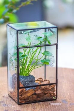 NCYP Rectangle Tin And Glass Geometric Terrarium, With Side Door, With Mesh / Vent Holes For Small Insects Pet 34 NCYP Rectangle Tin And Glass Geometric Terrarium, With Side Door, With Mesh / Vent Holes For Small Insects Pet -Glass Plant Store IMG 7102