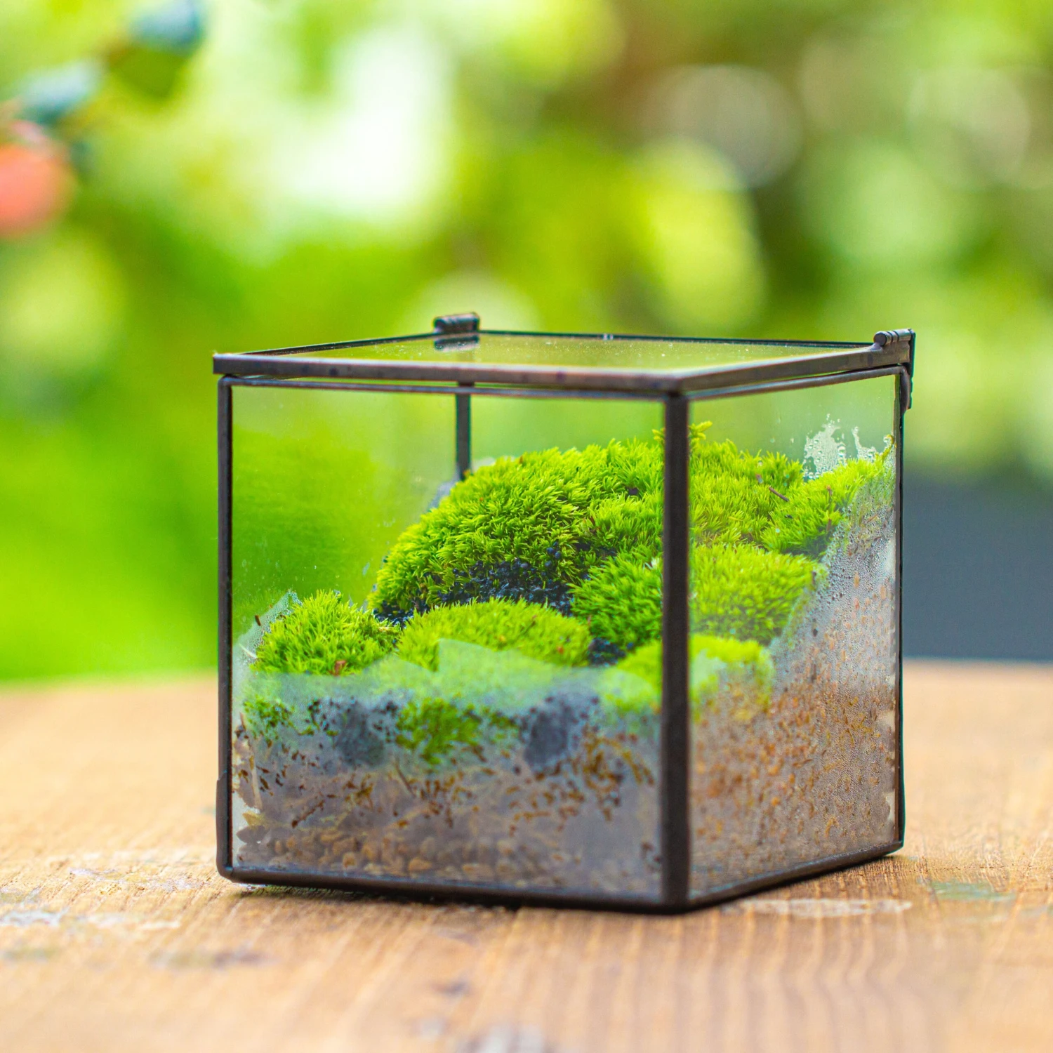Handmade Cube Mini 4 Inches Close Geometric Glass Tin Terrarium, Greenhouse Planter For Moss, Christmas Gift, Terrarium Only 6 Handmade Cube Mini 4 Inches Close Geometric Glass Tin Terrarium, Greenhouse Planter For Moss, Christmas Gift, Terrarium Only - Image 6