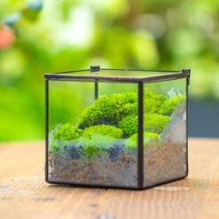 Cube Mini 4 Inches Moss Geometric Glass Terrarium DIY Set 25 Cube Mini 4 Inches Moss Geometric Glass Terrarium DIY Set -Glass Plant Store IMG 7111 1