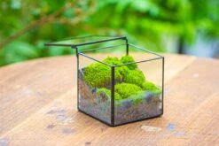 Cube Mini 4 Inches Moss Geometric Glass Terrarium DIY Set 26 Cube Mini 4 Inches Moss Geometric Glass Terrarium DIY Set -Glass Plant Store IMG 7114