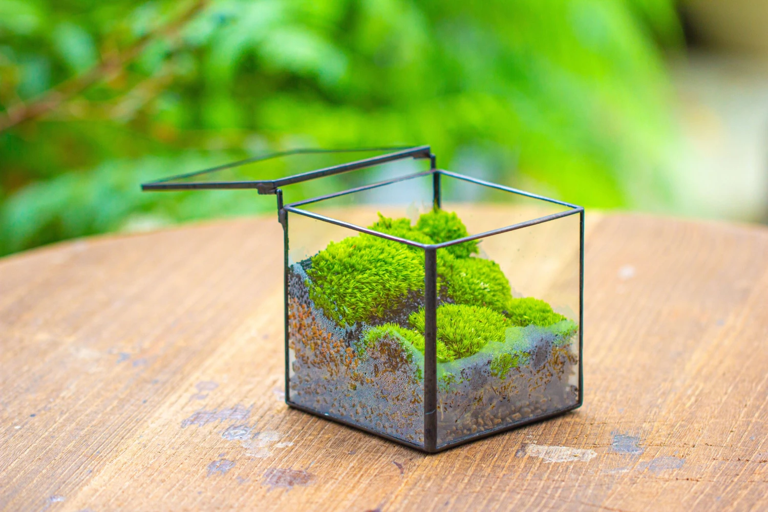 Handmade Cube Mini 4 Inches Close Geometric Glass Tin Terrarium, Greenhouse Planter For Moss, Christmas Gift, Terrarium Only 9 Handmade Cube Mini 4 Inches Close Geometric Glass Tin Terrarium, Greenhouse Planter For Moss, Christmas Gift, Terrarium Only - Image 9