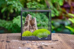 2-6" / 5-15cm Cutted Flat Bottom Natural Ohko Dragon Stone Rock For Terrarium, Aquarium Bonsai Landscape, 2kg/4.4lb, With DIY Tools 31 2-6" / 5-15cm Cutted Flat Bottom Natural Ohko Dragon Stone Rock For Terrarium, Aquarium Bonsai Landscape, 2kg/4.4lb, With DIY Tools -Glass Plant Store IMG 7116