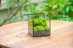 Handmade Cube Mini 4 Inches Close Geometric Glass Tin Terrarium, Greenhouse Planter For Moss, Christmas Gift, Terrarium Only 29 Handmade Cube Mini 4 Inches Close Geometric Glass Tin Terrarium, Greenhouse Planter For Moss, Christmas Gift, Terrarium Only -Glass Plant Store IMG 7116 69f3d9da 7fa3 46d1 b40d a586988b9e0e 1
