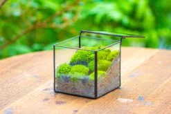 Cube Mini 4 Inches Moss Geometric Glass Terrarium DIY Set 30 Cube Mini 4 Inches Moss Geometric Glass Terrarium DIY Set -Glass Plant Store IMG 7117