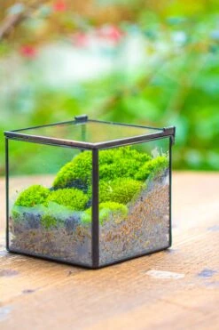 Handmade Cube Mini 4 Inches Close Geometric Glass Tin Terrarium, Greenhouse Planter For Moss, Christmas Gift, Terrarium Only 31 Handmade Cube Mini 4 Inches Close Geometric Glass Tin Terrarium, Greenhouse Planter For Moss, Christmas Gift, Terrarium Only -Glass Plant Store IMG 7118 1