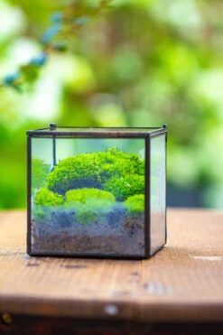 Cube Mini 4 Inches Moss Geometric Glass Terrarium DIY Set 33 Cube Mini 4 Inches Moss Geometric Glass Terrarium DIY Set -Glass Plant Store IMG 7120