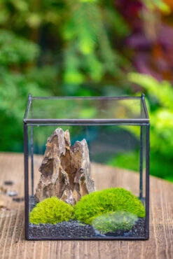 2-6" / 5-15cm Cutted Flat Bottom Natural Ohko Dragon Stone Rock For Terrarium, Aquarium Bonsai Landscape, 2kg/4.4lb, With DIY Tools 32 2-6" / 5-15cm Cutted Flat Bottom Natural Ohko Dragon Stone Rock For Terrarium, Aquarium Bonsai Landscape, 2kg/4.4lb, With DIY Tools -Glass Plant Store IMG 7128