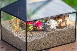 Handmade Medium House Shape Terrarium Enclosure With Mesh Vent For Insects, Terrarium Only -Glass Plant Store IMG 7189 2a2c5642 6758 4749 a48e 0ae3ed21dee0
