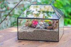 Handmade Medium House Shape Terrarium Enclosure With Mesh Vent For Insects, Terrarium Only -Glass Plant Store IMG 7193 dbad56ab 11ab 41c4 8bd2 e25effa6d60b