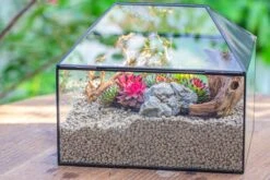 Handmade Medium House Shape Terrarium Enclosure With Mesh Vent For Insects, Terrarium Only -Glass Plant Store IMG 7198 216b4363 3084 4401 8d50 6e5fa48fef4d