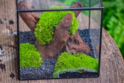 Preserved Forever Leucobryum Moss Cushion Moss , Natural Green 20x50cm, For DIY Moss Terrarium, Miniature, Centerpiece, Micro Landscape, No Maintenence 22 Preserved Forever Leucobryum Moss Cushion Moss , Natural Green 20x50cm, For DIY Moss Terrarium, Miniature, Centerpiece, Micro Landscape, No Maintenence -Glass Plant Store IMG 7198 922ffd1c 6f61 4c9d 9bef b60e3a3bd1d8