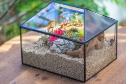 Handmade Medium House Shape Terrarium Enclosure With Mesh Vent For Insects, Terrarium Only -Glass Plant Store IMG 7202 86dcaaef ef19 4787 92e8 b232109246cd
