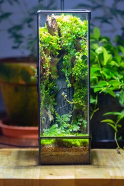 NCYP Close 11.8" Tall Geometric Glass Terrarium With Door Building DIY Set, With Buddha, Dragon Rocks, Planting Materials 37 NCYP Close 11.8" Tall Geometric Glass Terrarium With Door Building DIY Set, With Buddha, Dragon Rocks, Planting Materials -Glass Plant Store IMG 7279