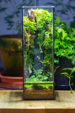 NCYP Close 11.8" Tall Geometric Glass Terrarium With Door Building DIY Set, With Buddha, Dragon Rocks, Planting Materials 38 NCYP Close 11.8" Tall Geometric Glass Terrarium With Door Building DIY Set, With Buddha, Dragon Rocks, Planting Materials -Glass Plant Store IMG 7280