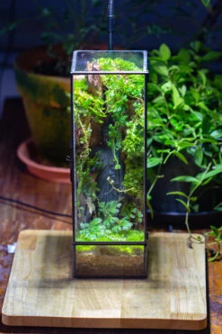 NCYP Close 11.8" Tall Geometric Glass Terrarium With Door Building DIY Set, With Buddha, Dragon Rocks, Planting Materials 35 NCYP Close 11.8" Tall Geometric Glass Terrarium With Door Building DIY Set, With Buddha, Dragon Rocks, Planting Materials -Glass Plant Store IMG 7281