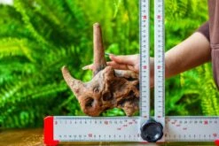 Driftwood For Moss Terrarium, Miniature, Micro Landscape, H015 -Glass Plant Store IMG 7433