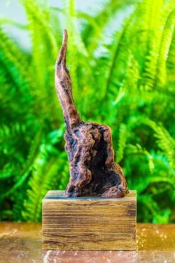 Driftwood For Moss Terrarium, Miniature, Micro Landscape, H017 -Glass Plant Store IMG 7435 585d7825 fc33 4c51 a456 bc399dec675c