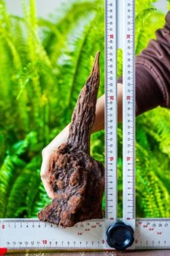 Driftwood For Moss Terrarium, Miniature, Micro Landscape, H017 -Glass Plant Store IMG 7438