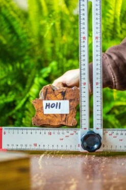 Driftwood For Moss Terrarium, Miniature, Micro Landscape, H011 -Glass Plant Store IMG 7466 8ee7ee50 ce53 4453 a1bf a35c3eedc862