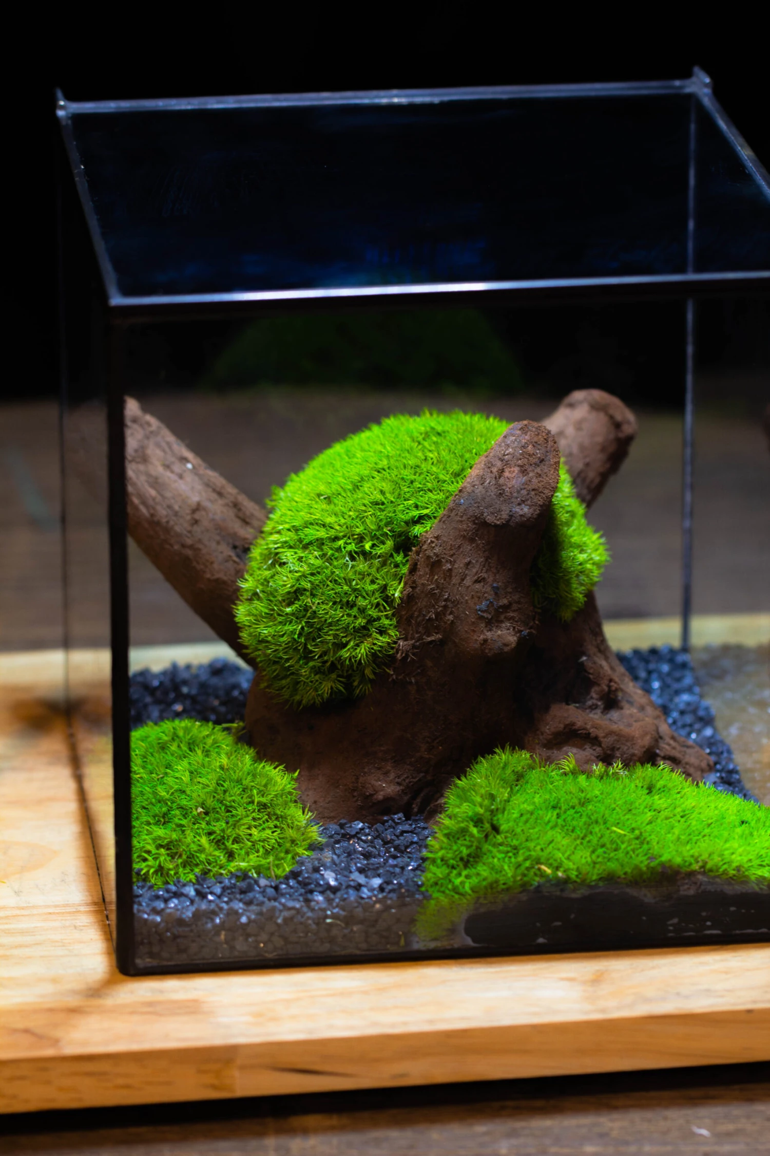 Preserved Forever Leucobryum Moss Cushion Moss , Natural Green 20x50cm, For DIY Moss Terrarium, Miniature, Centerpiece, Micro Landscape, No Maintenence 9 Preserved Forever Leucobryum Moss Cushion Moss , Natural Green 20x50cm, For DIY Moss Terrarium, Miniature, Centerpiece, Micro Landscape, No Maintenence - Image 9