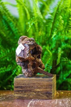 Driftwood For Moss Terrarium, Miniature, Micro Landscape, H005 -Glass Plant Store IMG 7532