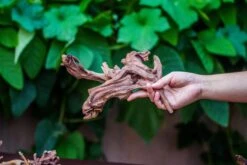 Natural Driftwood Roots Bag For Moss Terrarium Succulents Air Plants Reptile Miniature Habitat 13 Natural Driftwood Roots Bag For Moss Terrarium Succulents Air Plants Reptile Miniature Habitat -Glass Plant Store IMG 7569 1