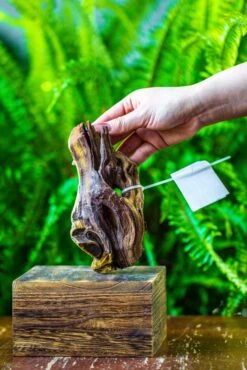 Driftwood For Moss Terrarium, Miniature, Micro Landscape, 7019 -Glass Plant Store IMG 7569