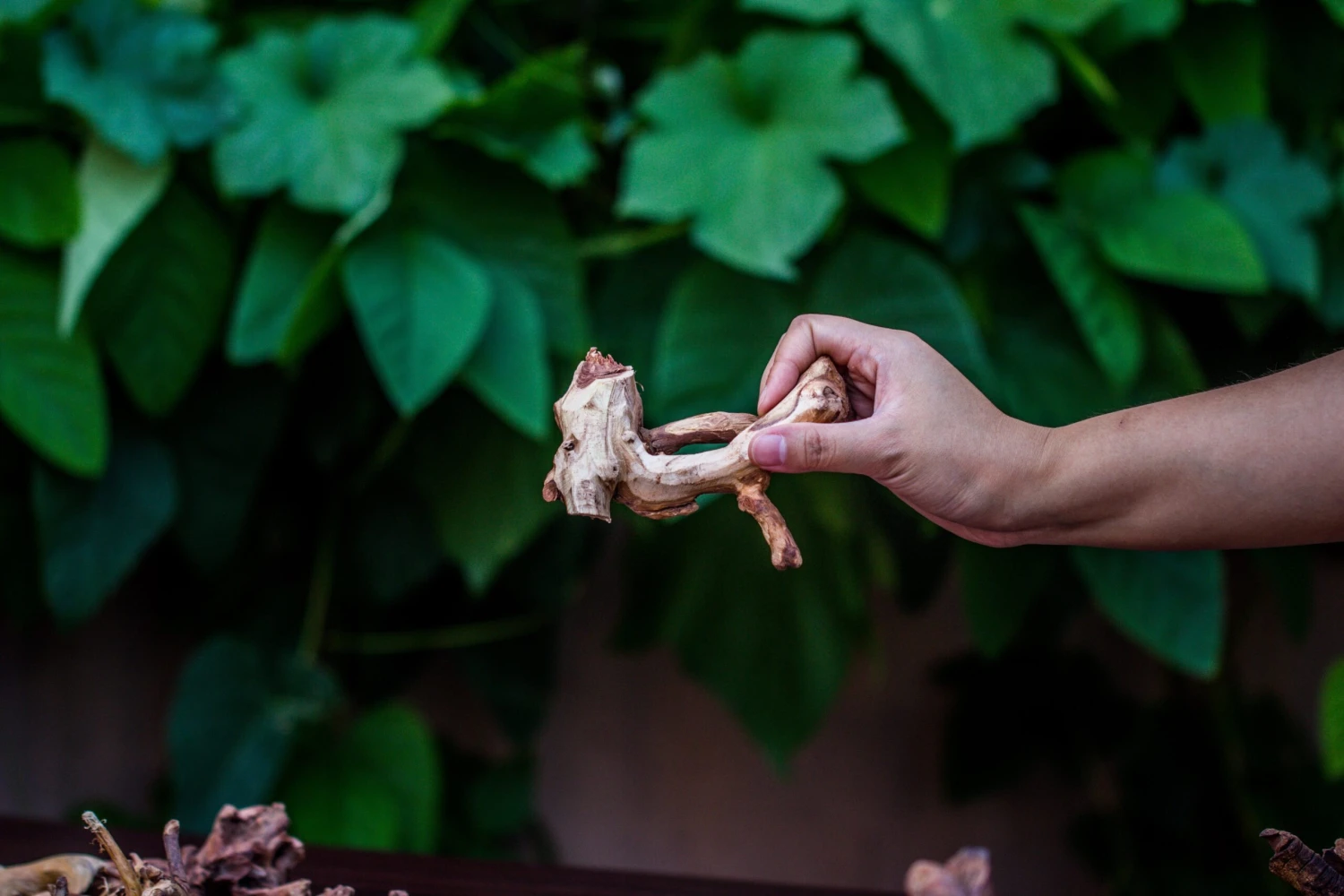 Natural Driftwood Roots Bag For Moss Terrarium Succulents Air Plants Reptile Miniature Habitat 4 Natural Driftwood Roots Bag For Moss Terrarium Succulents Air Plants Reptile Miniature Habitat - Image 4