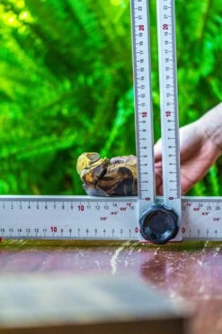 Driftwood For Moss Terrarium, Miniature, Micro Landscape, 7019 -Glass Plant Store IMG 7570