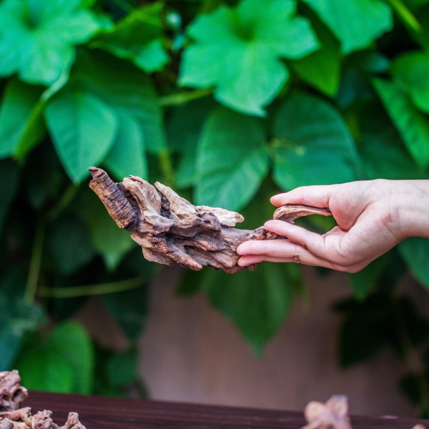 Natural Driftwood Roots Bag For Moss Terrarium Succulents Air Plants Reptile Miniature Habitat 2 Natural Driftwood Roots Bag For Moss Terrarium Succulents Air Plants Reptile Miniature Habitat - Image 2