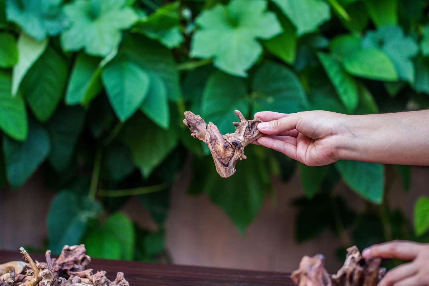 Natural Driftwood Roots Bag For Moss Terrarium Succulents Air Plants Reptile Miniature Habitat 9 Natural Driftwood Roots Bag For Moss Terrarium Succulents Air Plants Reptile Miniature Habitat - Image 9