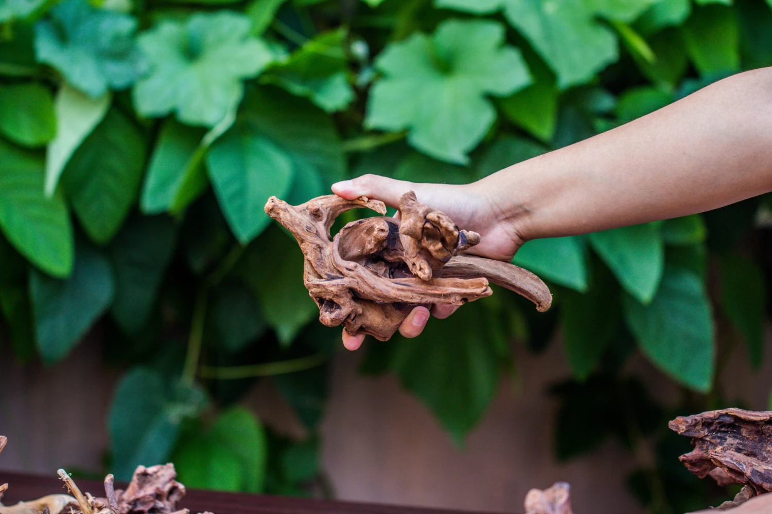 Natural Driftwood Roots Bag For Moss Terrarium Succulents Air Plants Reptile Miniature Habitat 11 Natural Driftwood Roots Bag For Moss Terrarium Succulents Air Plants Reptile Miniature Habitat - Image 11