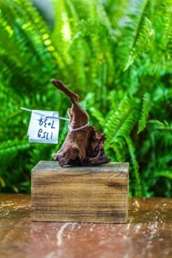 Driftwood For Moss Terrarium, Miniature, Micro Landscape, 7034 -Glass Plant Store IMG 7599 e1c0be65 53b6 45a5 a846 8d9ae044a02e