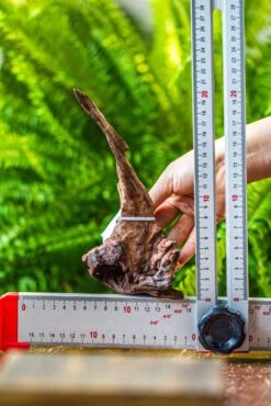 Driftwood For Moss Terrarium, Miniature, Micro Landscape, 7034 -Glass Plant Store IMG 7601 1e01516f 7f83 4b78 a6ae 3f06630f230f