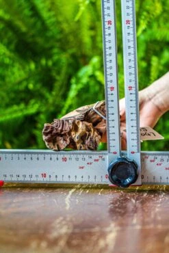 Driftwood For Moss Terrarium, Miniature, Micro Landscape, 7047 -Glass Plant Store IMG 7611 e4ad8b39 d56d 4a88 9fbb 00a1c5ce0039