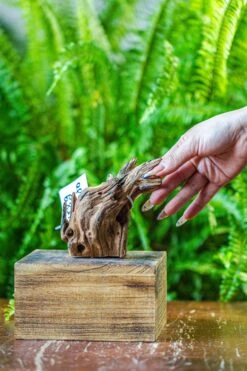 Driftwood For Moss Terrarium, Miniature, Micro Landscape, 7050 -Glass Plant Store IMG 7620