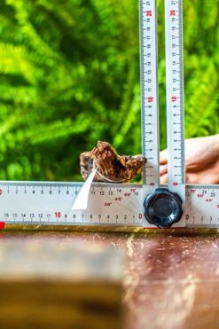 Driftwood For Moss Terrarium, Miniature, Micro Landscape, 7029 -Glass Plant Store IMG 7631 3335b4e9 dc12 4722 9380 dcd28839fb55