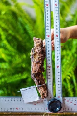 Driftwood For Moss Terrarium, Miniature, Micro Landscape, 7029 -Glass Plant Store IMG 7632 cc159366 40cc 478a 8e69 329eebca2b62