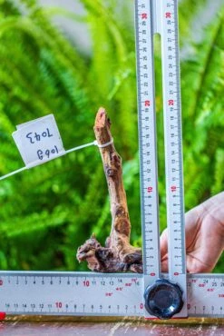 Driftwood For Moss Terrarium, Miniature, Micro Landscape, 7043 -Glass Plant Store IMG 7636 99f35809 b609 4de8 ba4b 73f370741348