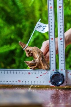 Driftwood For Moss Terrarium, Miniature, Micro Landscape, 7054 -Glass Plant Store IMG 7640 b8a4bcae ab80 42f1 bc3d 64c10debe06b