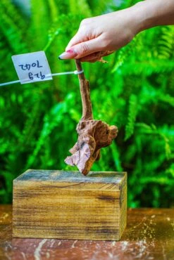 Driftwood For Moss Terrarium, Miniature, Micro Landscape, 7042 -Glass Plant Store IMG 7642