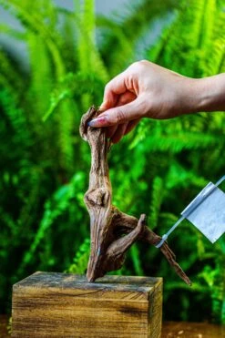 Driftwood For Moss Terrarium, Miniature, Micro Landscape, 7049 -Glass Plant Store IMG 7647