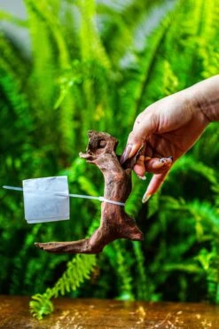 Driftwood For Moss Terrarium, Miniature, Micro Landscape, 7046 -Glass Plant Store IMG 7661