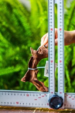 Driftwood For Moss Terrarium, Miniature, Micro Landscape, 7046 -Glass Plant Store IMG 7662