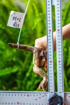 Driftwood For Moss Terrarium, Miniature, Micro Landscape, 7036 -Glass Plant Store IMG 7667